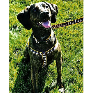 Dog Leash: Appalachian State Mountaineers - Black