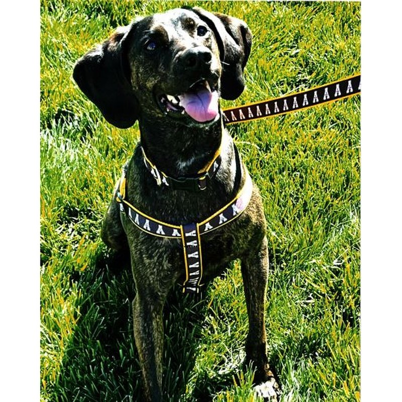 Dog Harness Appalachian State Mountaineers Black