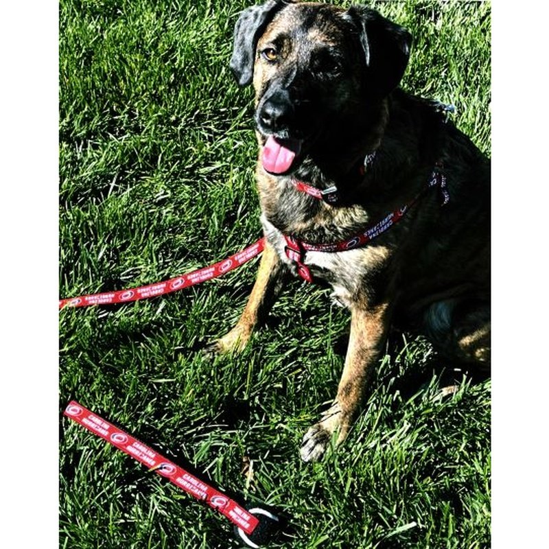 Dog Leash: Carolina Hurricanes - Red